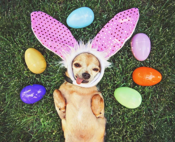 Foto autentica di un simpatico chihuahua con orecchie di coniglio e la lingua fuori circondato da uova di Pasqua tonica con un filtro retrò vintage instagram — Foto Stock