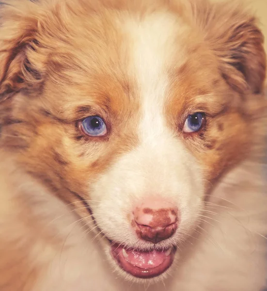 Ein australischer Schäferhund-Welpe mit offenem Maul, getönt mit einem Retro-Vintage-Instagram-Filter — Stockfoto