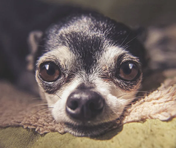 Macro de gros plan d'un chihuahua mignon reposant sa tête sur un lit pour animaux de compagnie à la lumière naturelle tonique avec un filtre instagram vintage rétro — Photo