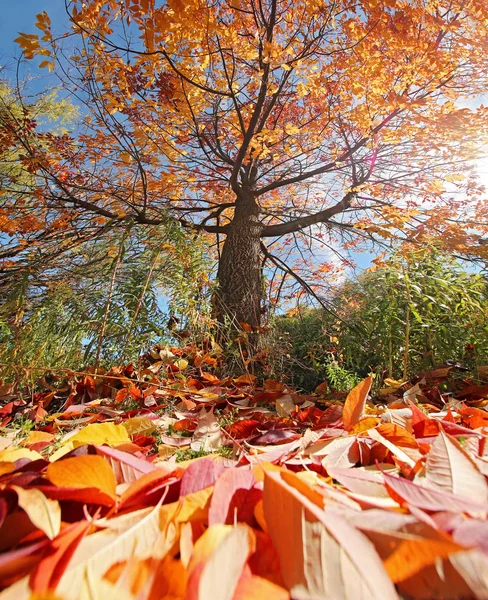 Grande laranjeira cheia de folhas prontas para cair em um dia de outono brilhante em um parque público local com o pôr do sol atrás — Fotografia de Stock