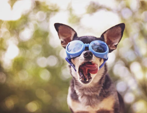 Lindo Chihuahua Sentado Fuera Con Gafas Azules —  Fotos de Stock
