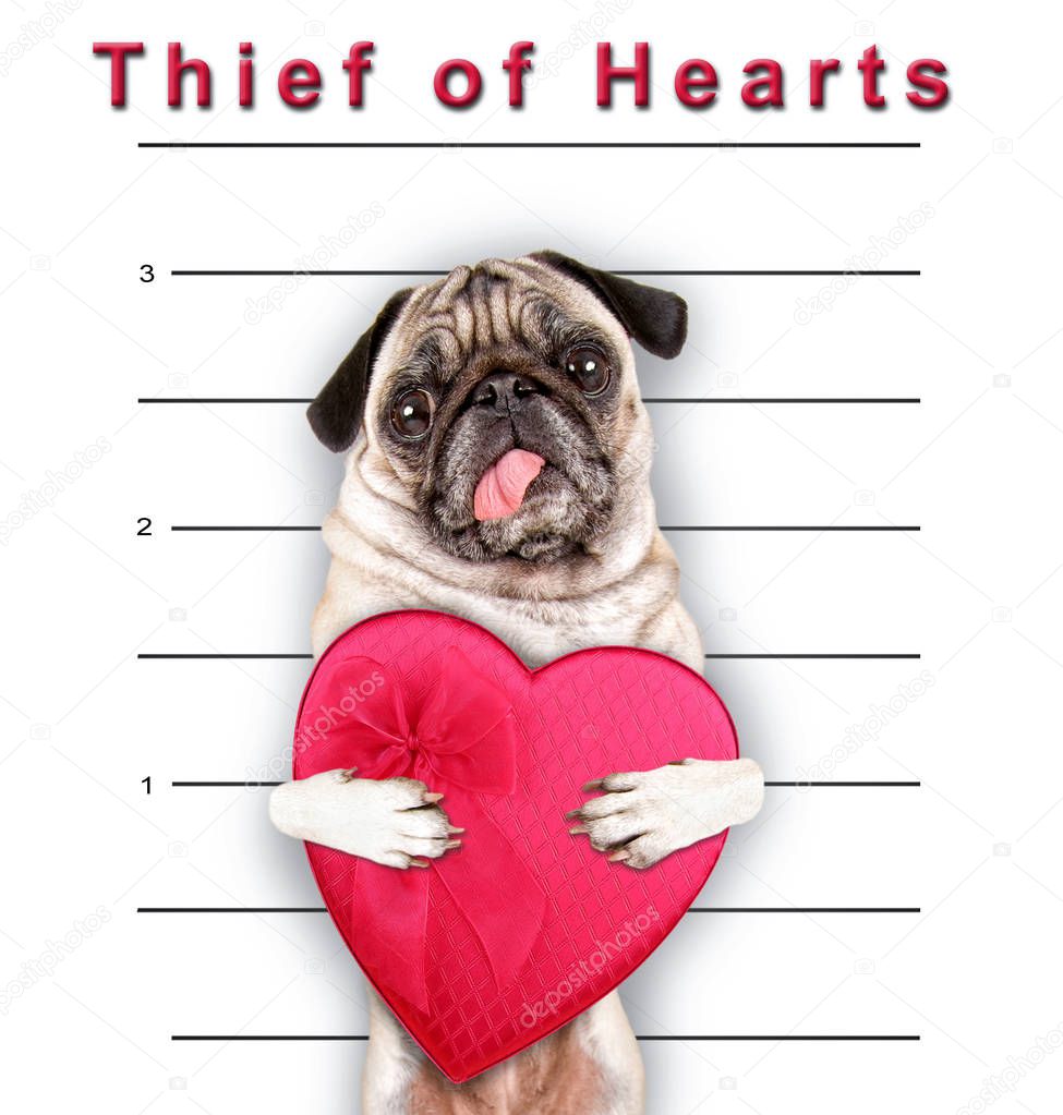cute pug with her tongue hanging out holding a heart shaped box of chocolate candy on a white background with ruler marks for a mug shot