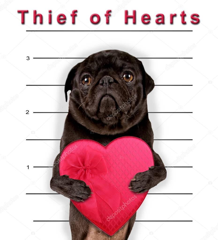cute pug holding a heart shaped box of chocolate candy on a white background with ruler marks for a mug shot