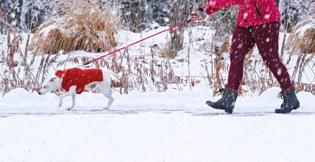 Beautiful photo of a dog walking on a leash outside in the snow with its owner on a cold winter day 