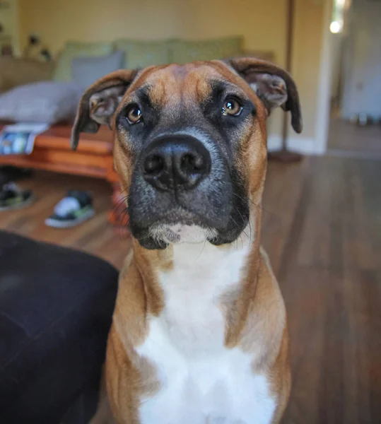 Pit bull terrier boxer mix sedí v obývacím pokoji při pohledu na fotoaparát, zastřelil v horších světelných podmínkách — Stock fotografie