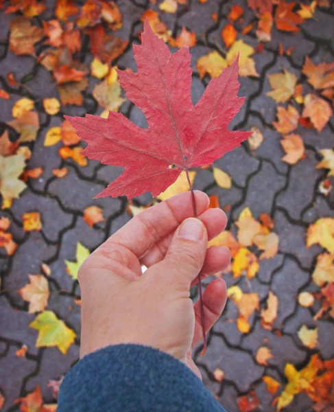 Χέρι κρατώντας ένα κόκκινο φύλλο πάνω από τα φύλλα που έχουν πέσει σε μια πορεία κατά τη διάρκεια του φθινοπώρου τονισμένα με μια ρετρό vintage instagram εφέ φίλτρου εφαρμογή δράσης — Φωτογραφία Αρχείου