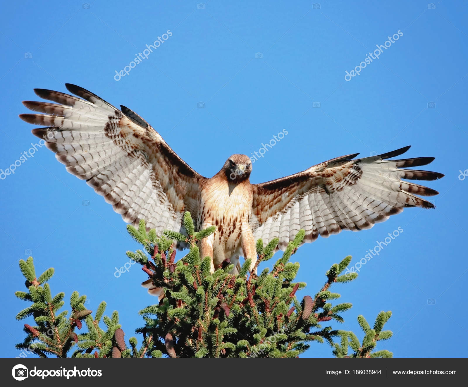 Halcón de cola roja estirando sus alas en una rama en la naturaleza en un  caluroso día de verano — Foto de stock © graphicphoto #186038944, image size:1600x1323