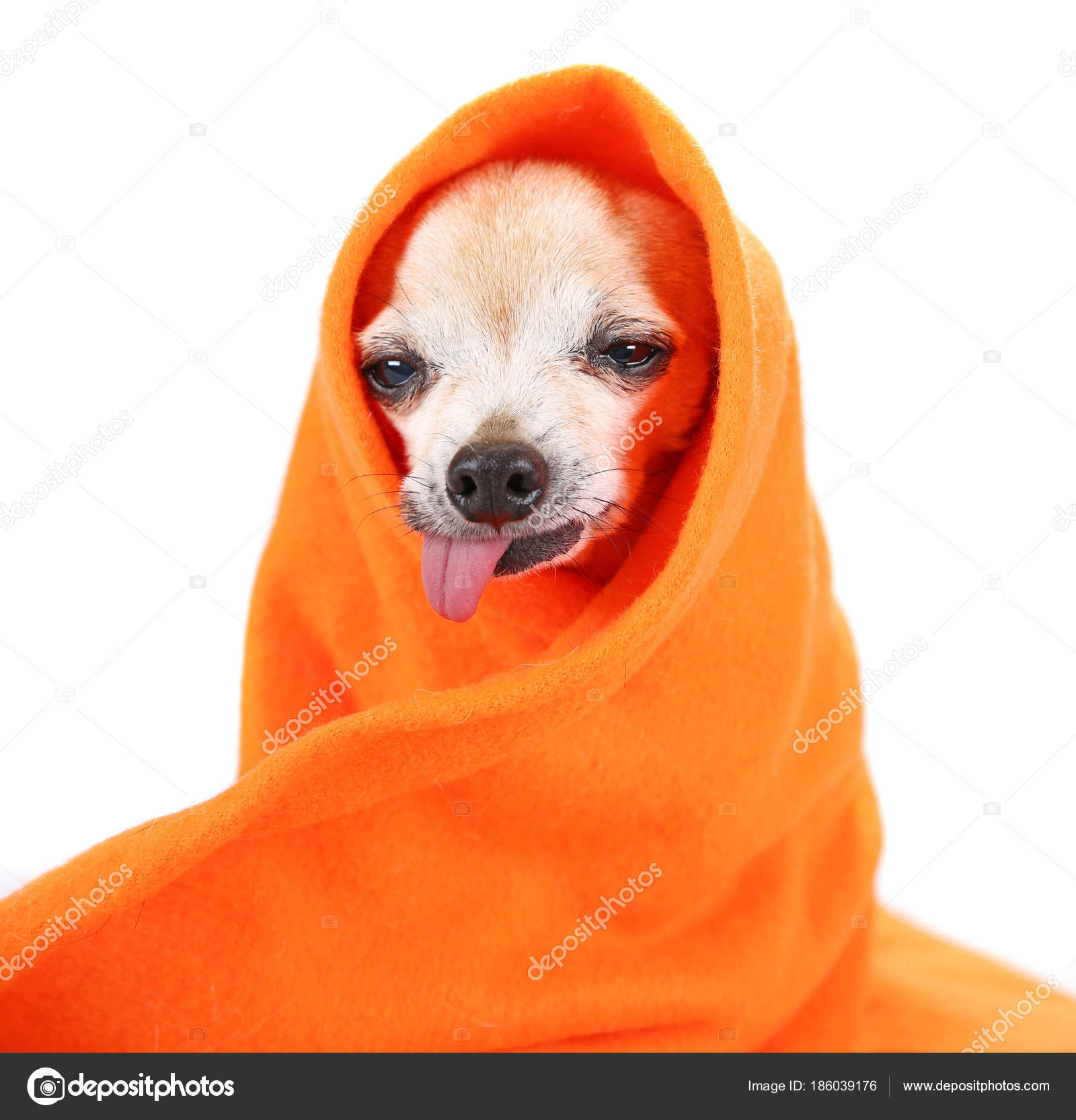 chihuahua in a blanket