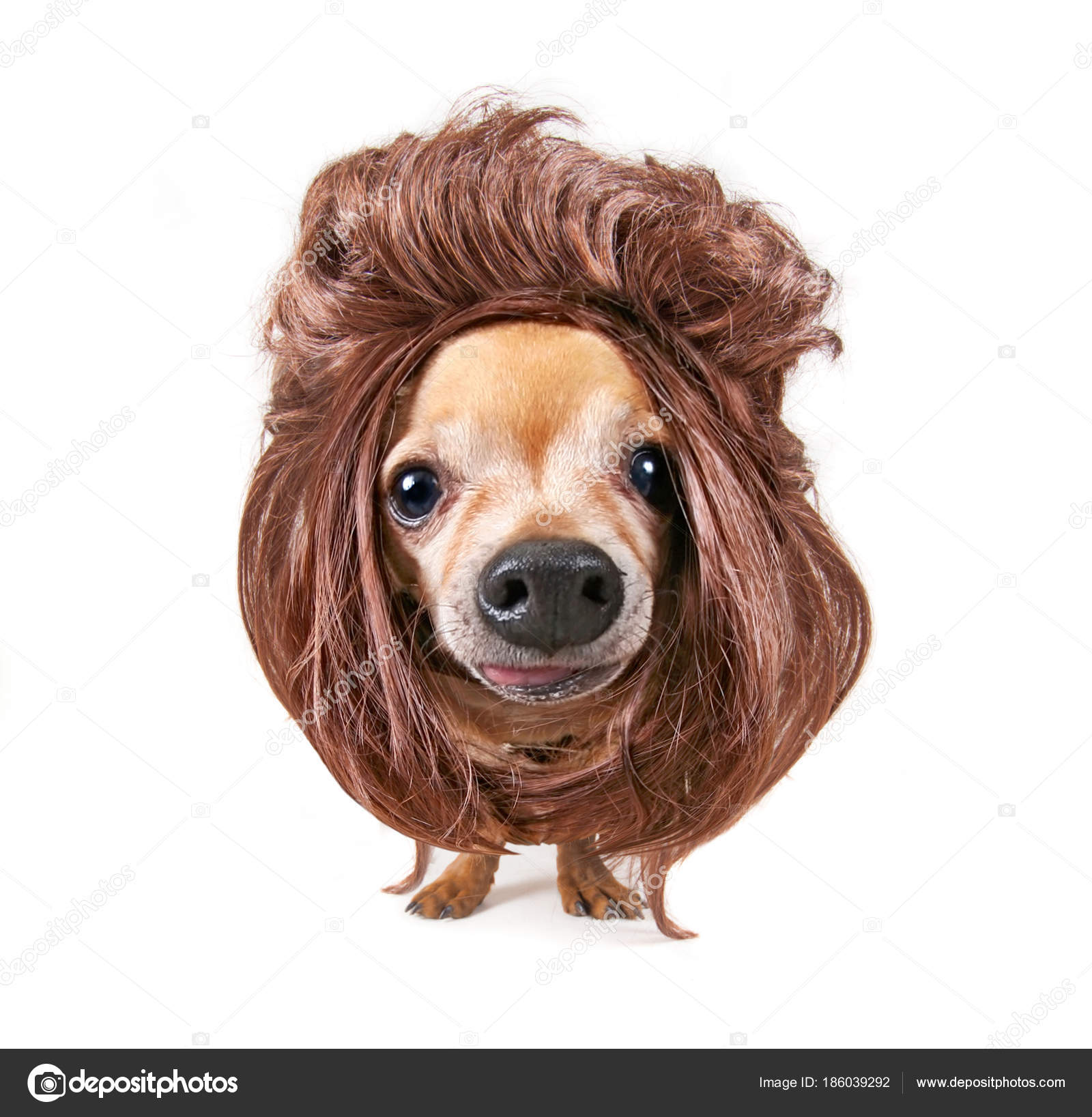Cute chihuahua wearing a wig looking at the camera wide angle