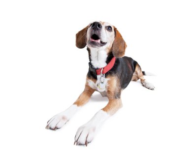 Beyaz bir arka plan üzerinde kırmızı tasma kadar seyir stüdyo giyen sevimli beagle izole 