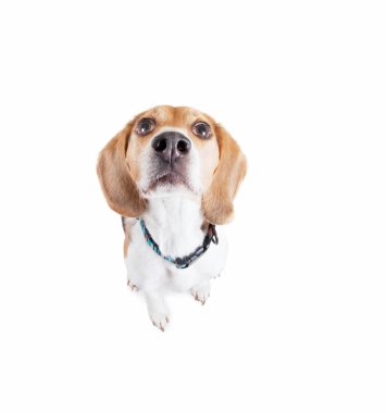 Beyaz bir arka plan üzerinde kırmızı tasma kadar seyir stüdyo giyen sevimli beagle izole 