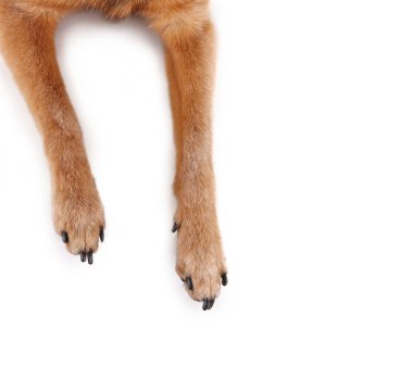 chihuahua karışımı havai görünümü bacaklar ve izole vurdu studio paws beyaz bir arka plan üzerinde 