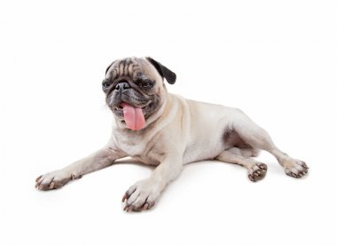 dışarı asılı beyaz bir arka plan üzerinde izole Studio dili ile şirin pug köpek yavrusu