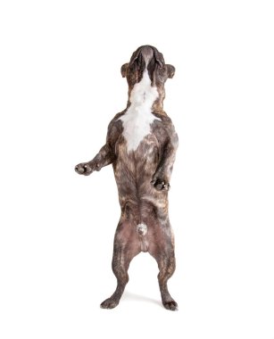 Fransız buldozer Instalar vurdu studio yalvarıyor onun arka ayakları üzerinde beyaz bir arka plan izole. 