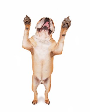 Beyaz bir arka plan üzerinde atış studio yalvarıyor onun arka ayakları üzerinde Bulldog duran izole 