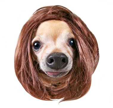 Beyaz bir arka plan üzerinde şirin chihuahua vurdu kamera geniş açı stüdyoda seyir peruk takmış izole 