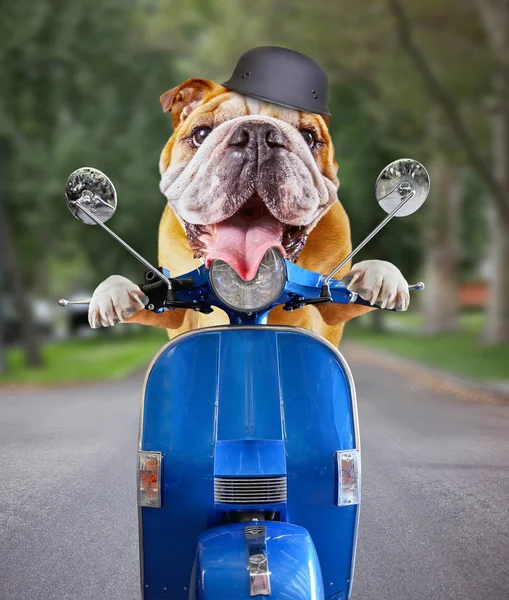 Perro toro montando en una moto por una calle urbana residencial con un casco puesto y la lengua fuera — Foto de Stock