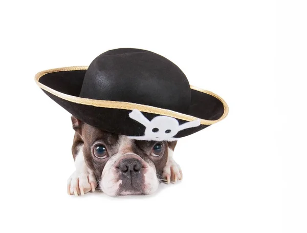 Boston terrier câine îmbrăcat ca un pirat pentru studio de Halloween împușcat pe un fundal alb izolat — Fotografie, imagine de stoc