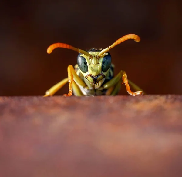 Macro extremo perto de uma vespa em um trilho de metal de uma ponte em um dia quente de verão ao pôr do sol com iluminação quente — Fotografia de Stock