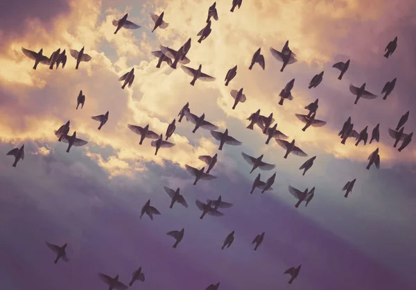 Groupe de waxwings bohème voler sous un beau ciel nuageux rempli par une chaude journée d'été tonique avec un filtre instagram vintage rétro — Photo