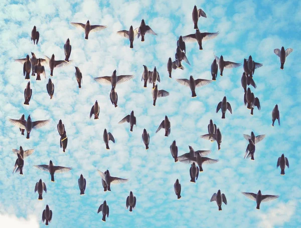 Groupe de waxwings bohème voler sous un beau ciel bleu nuage rempli par une chaude journée d'été tonique avec un filtre instagram vintage rétro — Photo