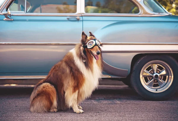 A collie posing for the camera in front of a classic car during a hot summer day with goggles on of a classic car toned with a retro vintage instagram filter action effect app — Stock Photo, Image