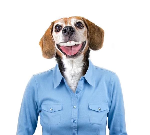 Cabeça de beagle em um modelo humano usando um retrato de estúdio camisa azul filmado em um fundo branco isolado — Fotografia de Stock