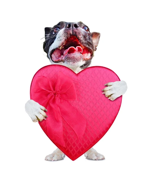 şirin boston korkunç bir kırmızı kalp şeklinde kutu çikolata Sevgililer günü beyaz bir arka plan üzerinde izole basılı