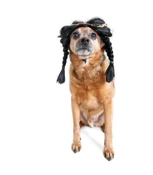 Cute chihuahua wearing an indian braid wig studio shot isolated on a white background — Stock Photo, Image