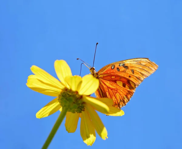 Hermosa mariposa fritillaria naranja en una flor sorbiendo néctar y esparciendo polen en un cálido día de verano —  Fotos de Stock