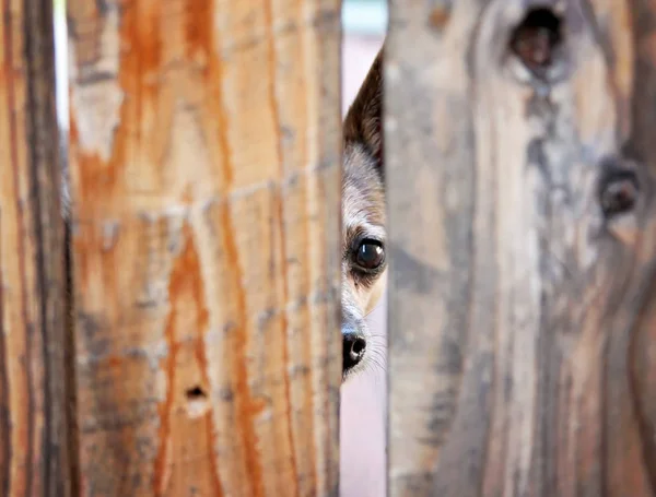 Triste face chihuahua regardant entre deux planches d'une clôture en bois — Photo