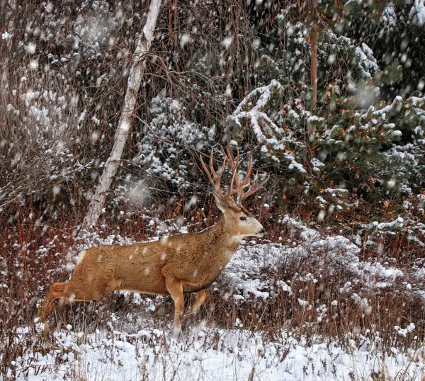 Beautiful buck or stag with large antlers running through the forest when it's snowing during winter looking for food or shelter trying to stay warm — Stock Photo, Image