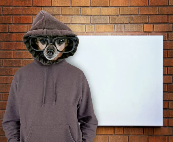 Niedlicher Chihuahua-Mix mit Kapuzenpulli vor einer leeren Werbetafel an einer Ziegelwand — Stockfoto