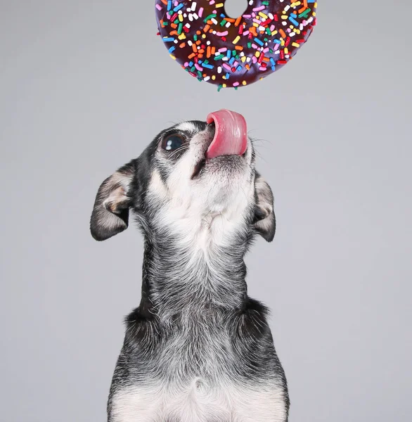 Słodkie zdjęcie śmieszne Chihuahua na białym tle na szarym tle jedzenie olbrzymie czekoladowe z posypką kolorowe — Zdjęcie stockowe