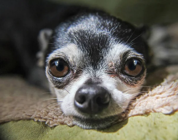 Primo piano macro di un simpatico chihuahua poggia la testa su un lettino per animali domestici in luce naturale tonica con un filtro retrò vintage instagram — Foto Stock