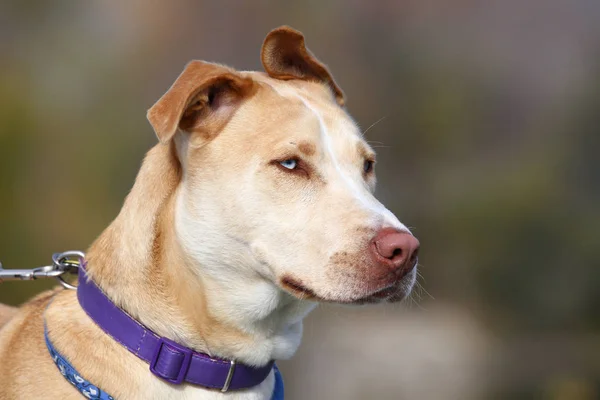 Hermoso pit bull mezcla perro retrato de cerca de la cara en un cálido día de verano soleado — Foto de Stock