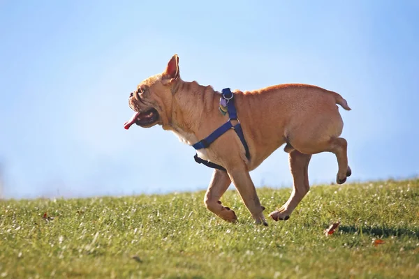 Feliz bulldog francés emocionado corriendo por una colina en un parque disfrutando del aire libre en un hermoso día de verano tonificado con un filtro de instagram retro vintage caliente — Foto de Stock