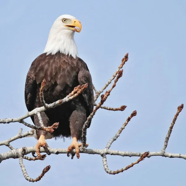 Majestosa águia careca adulta sentada em uma árvore ao longo de um rio durante a temporada de acasalamento de inverno — Fotografia de Stock