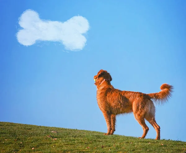 Ein Hund, der mit einem Tennisball in einem Park einen Hügel hinaufläuft und an einem schönen Sommertag die Natur genießt, mit einer Knochenwolke am Himmel — Stockfoto