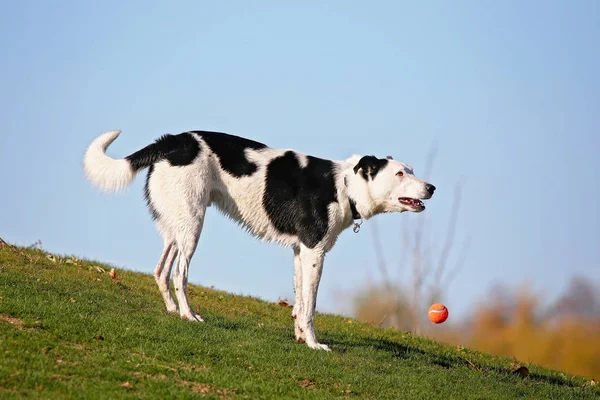 Милая собака играет в игру fetch с теннисным мячом, наслаждаясь на открытом воздухе в красивый летний день — стоковое фото