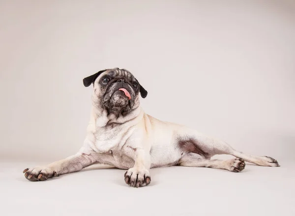 Schattige Mops pup met haar tong opknoping in de studio geïsoleerd op een witte achtergrond — Stockfoto