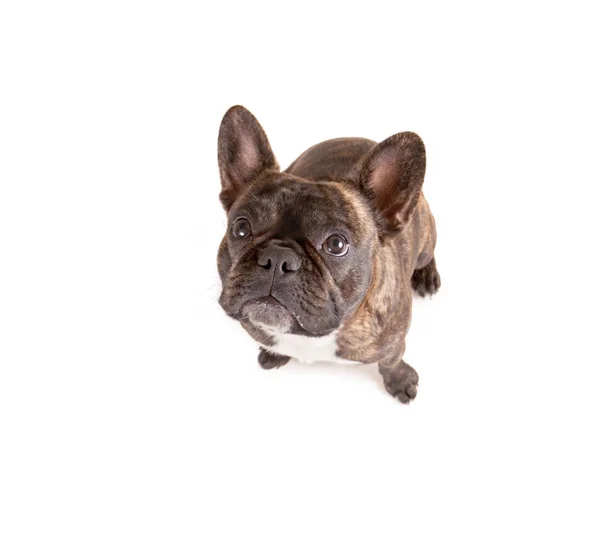 Top view of a french bulldog isolated on a white background looking up at the camera — Stock Photo, Image
