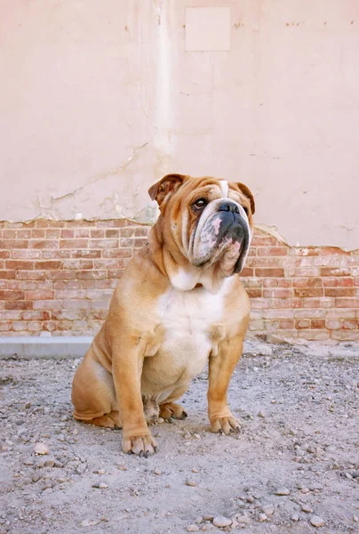 Bulldog utanför njuter av en varm sommardag — Stockfoto