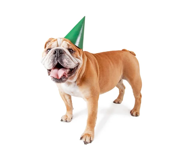 Bulldog con un sombrero de fiesta de cumpleaños en el estudio tiro aislado sobre un fondo blanco —  Fotos de Stock
