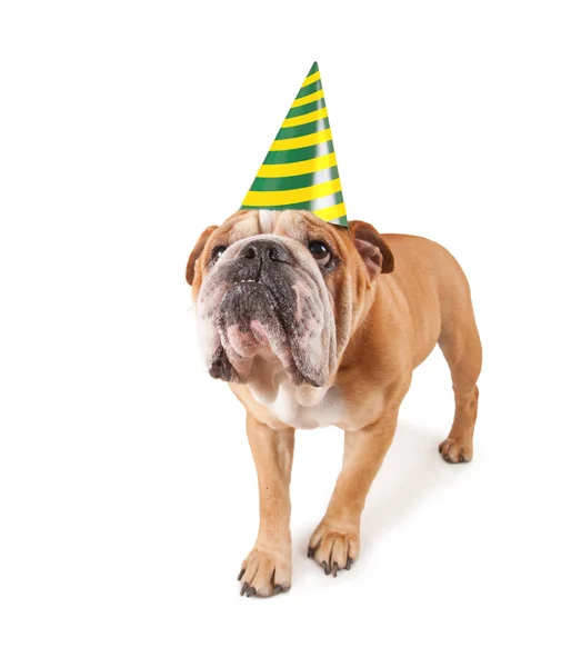 Bulldog con un cappello da festa di compleanno in studio girato isolato su uno sfondo bianco — Foto Stock