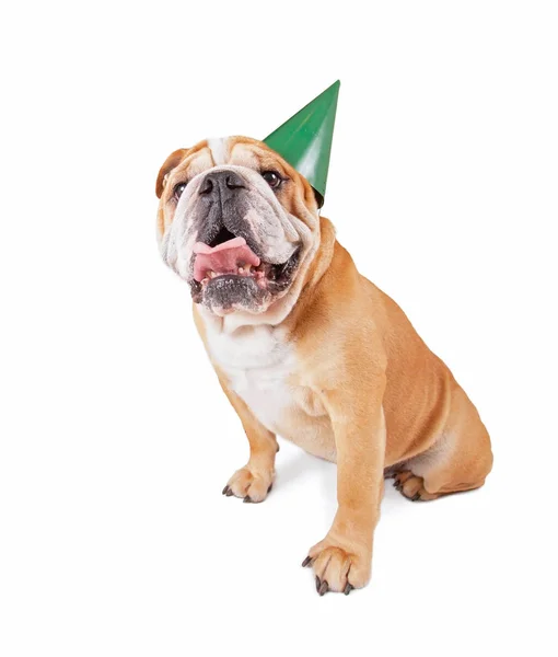 Bulldog con un cappello da festa di compleanno in studio girato isolato su uno sfondo bianco — Foto Stock