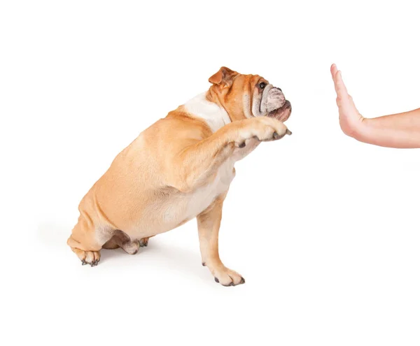 Cute bulldog giving his owner a high five studio shot isolated on a white background — Stock Photo, Image