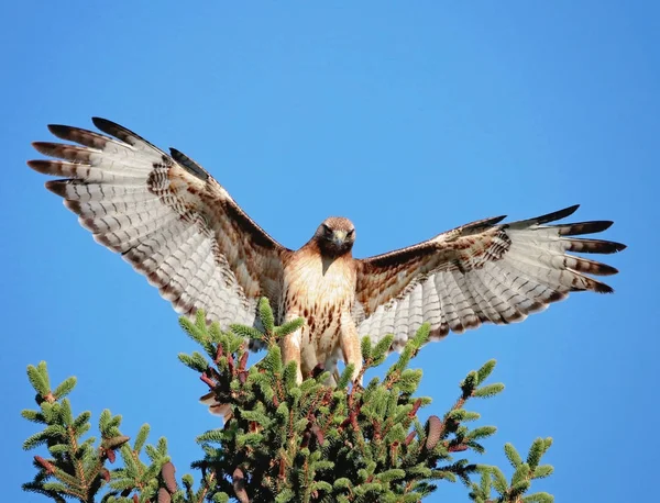 Faucon queue rouge étirant ses ailes sur une branche dans la nature par une chaude journée d'été — Photo