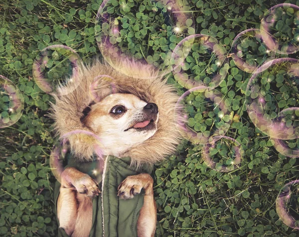 Carino chihuahua sdraiato in erba verde con trifoglio indossa una pelliccia come felpa con cappuccio giacca guardando bolle di sapone tonica con un filtro retrò vintage instagram — Foto Stock