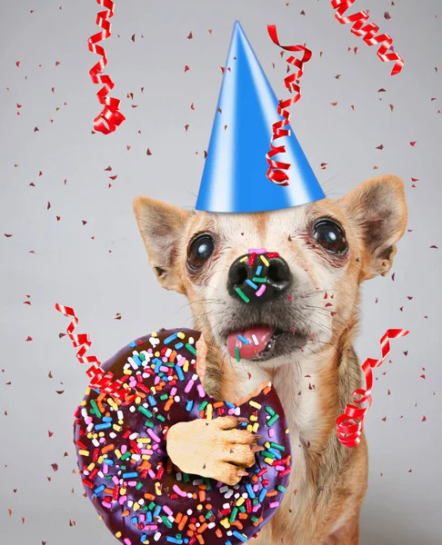 Cute photo of a funny chihuahua isolated on a gray background eating a giant chocolate doughnut with colorful sprinkles on his tongue and nose with a birthday party hat — Stock Photo, Image